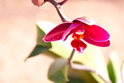 Orchid Flower Stock Bundle, a Nature Photo by r.r.palacios (Thumbnail 4 of 11)