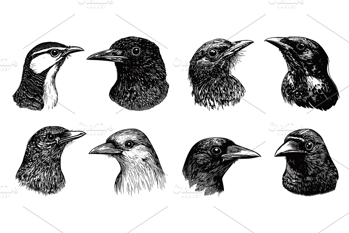 Different Birds Heads Engraving, an Animal Illustration by LadadikArt