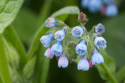 Symphytum caucasicum flowers featuring symphytum, caucasicum, and beinwell, a Nature Photo by Alexander62 (Thumbnail 1 of 2)