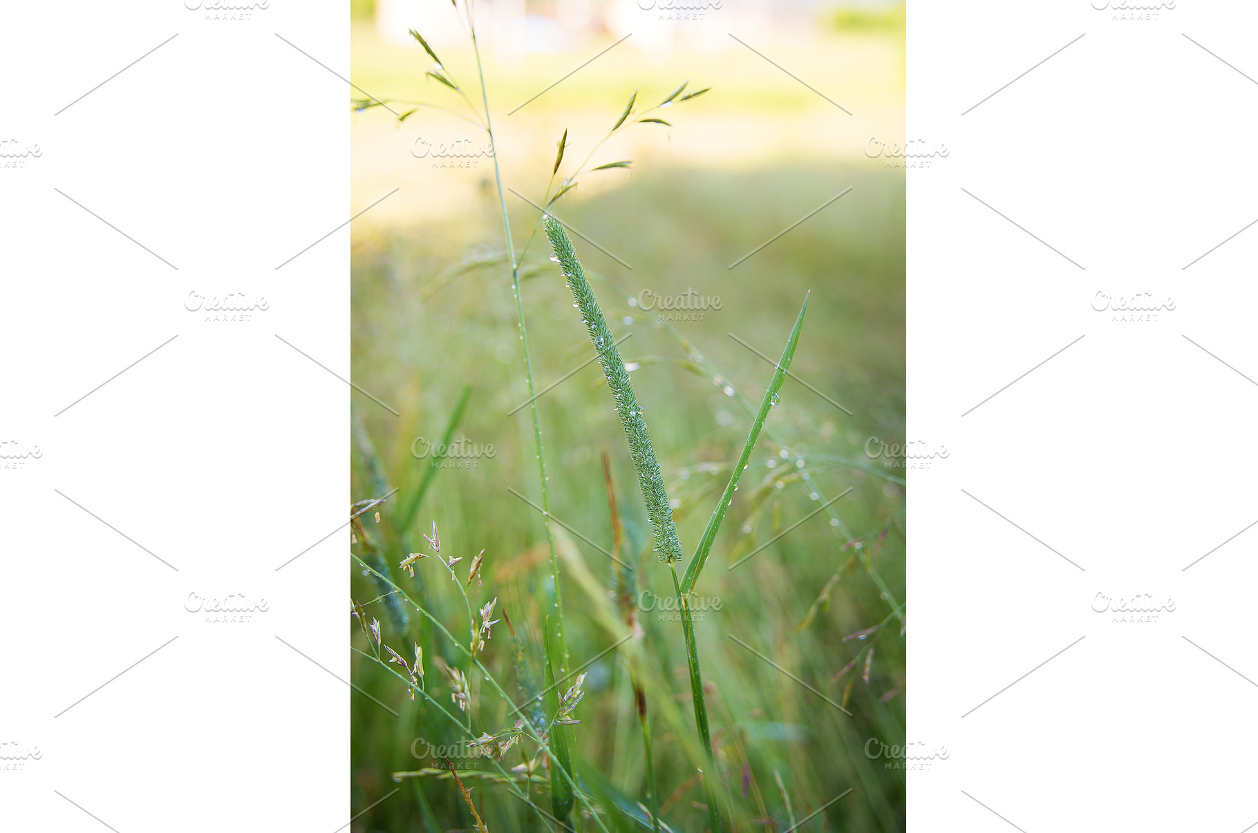 Carpathian nature in summer, a Nature Photo by Artsaba Family