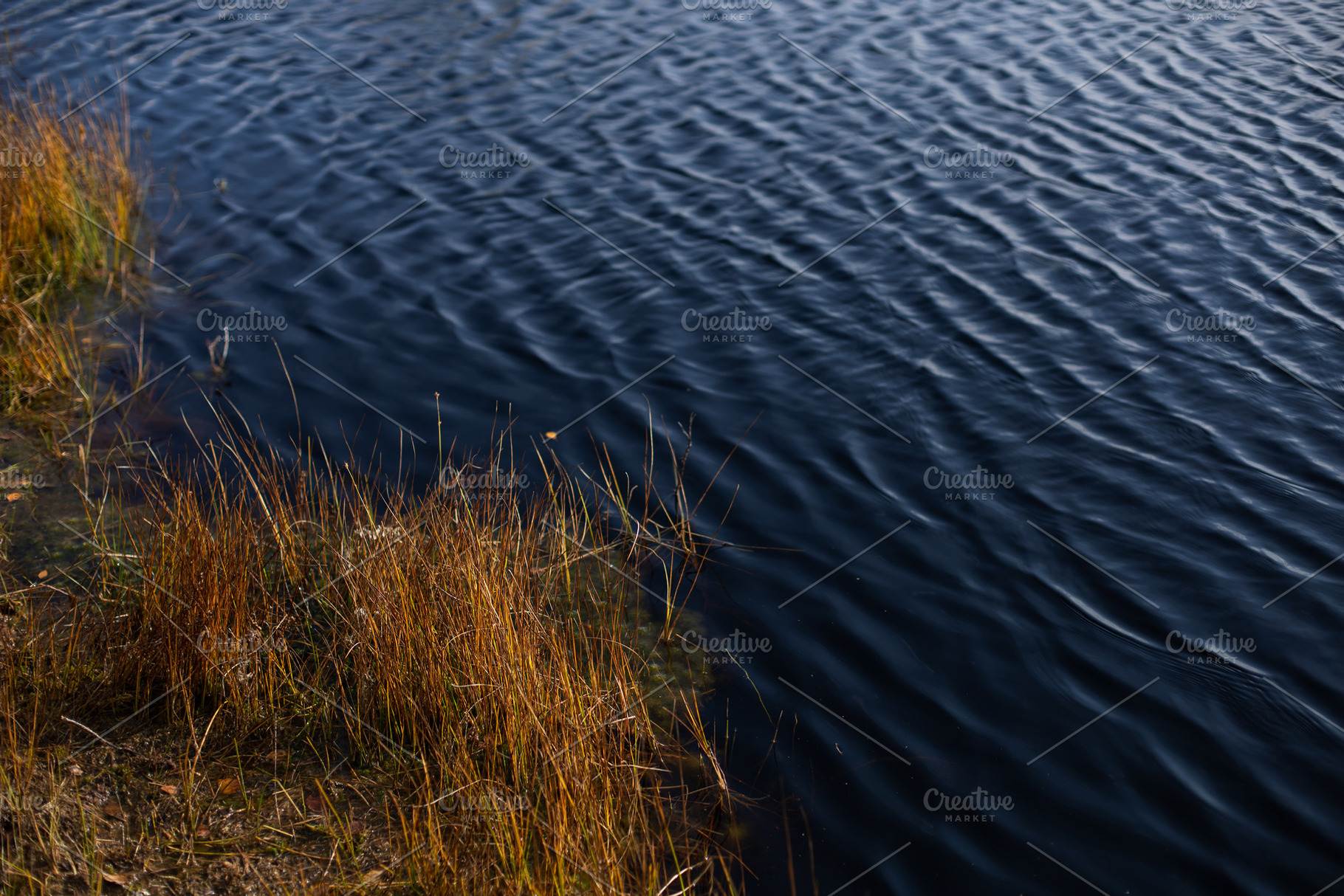 Belarusian swamp lake in Yelnya Belarus in autumn. Ecosystems environmental pro, a Nature Photo by SaulichPhoto