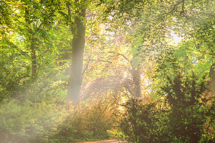 A Foggy Summer Morning preview 6