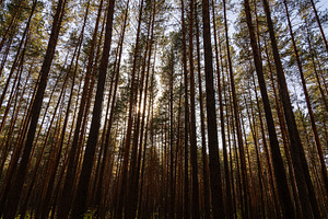 Low angle view of tall pine trees with sunny sky creating sun star. Nature fore, a Nature Photo by Eugene_Photo