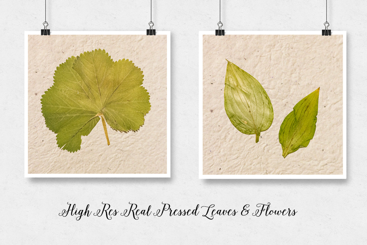 Real Pressed Leaves & Flowers 32, an Object Graphic by Desiree Lange (Photo 3 of 3)