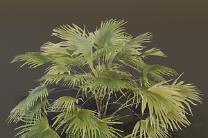 A Fan Palm Bush