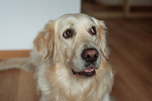Golden retriever dog looking up with devoted eyes, an Animal Photo by Olena Rudo
