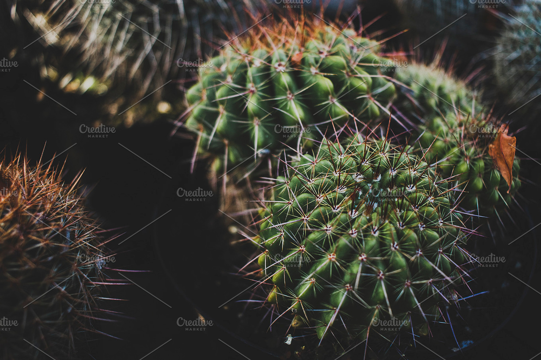 Round Prickly Cactus Plant, a Nature Photo by René Jordaan Photography