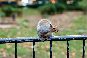 New York City squirrel in the city, an Animal Photo by Oleksandr Berezko