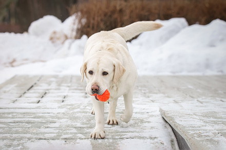 Labrador fun and games outdoors duri, an Animal Photo by AlexBush