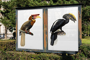 Vintage hornbill illustrations, an Animal Illustration by Natalka Dmitrova art (Thumbnail 11 of 17)