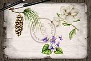 US State Flowers Part 3 Illustration, a Decorative Illustration by DioFlow (Thumbnail 2 of 5)
