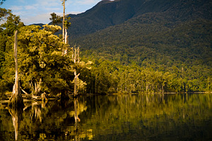 Jungle Lake New Zealand, a Nature Photo by THP Creative