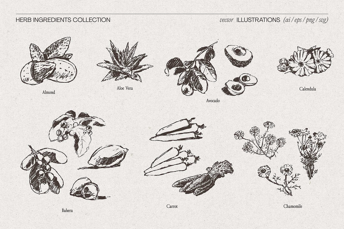 Botanical Herb Ingredients, a Healthcare Illustration by TheMountBirdStudio (Photo 6 of 10)