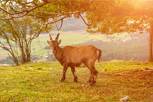 Wild alpine ibex standing on a