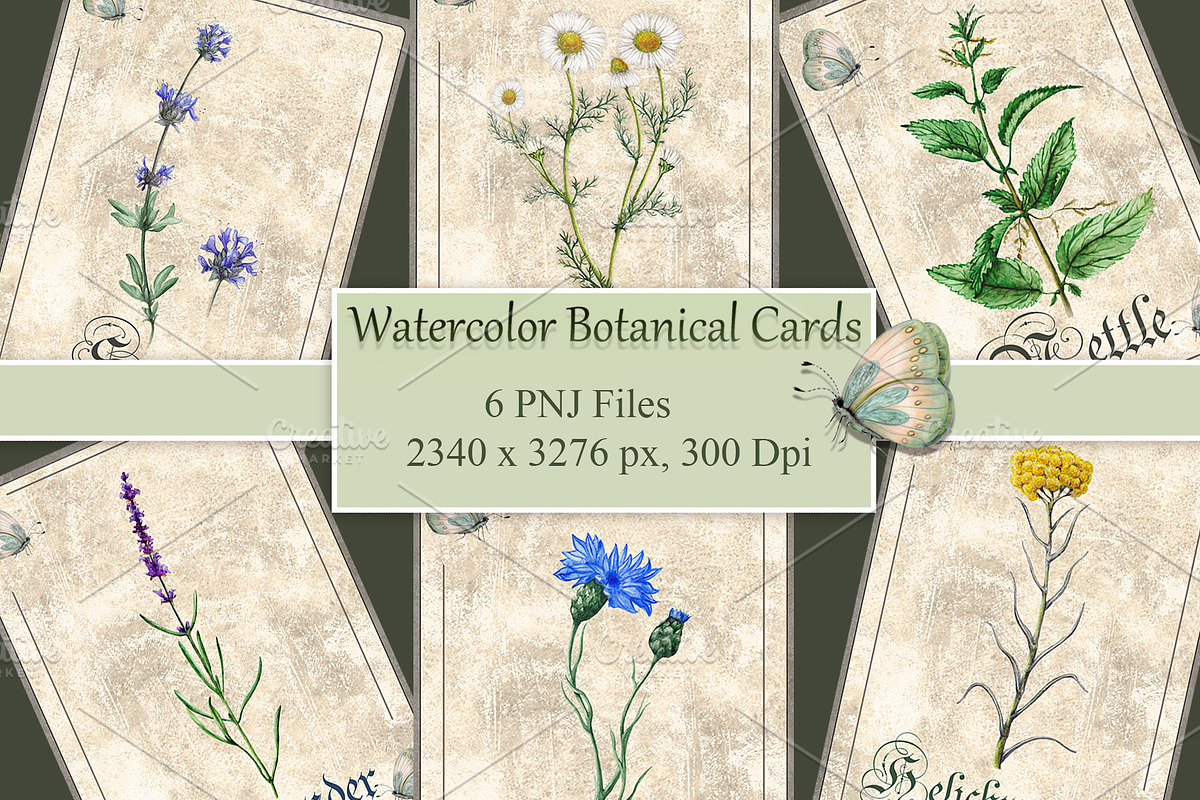 Herbal Botanical Cards, an Illustration by Arevka (Photo 1 of 3)