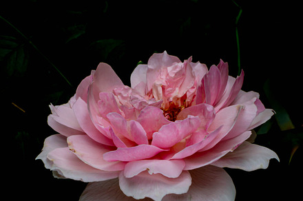 Wedgwood Rose #1