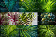 160 Plant Leaves Stock Photos, a Nature Photo by Incomelion (Thumbnail 8 of 15)