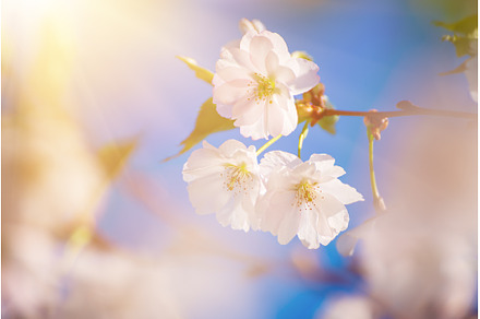 Apricot tree blossoms, a Nature Photo by Nature and travel