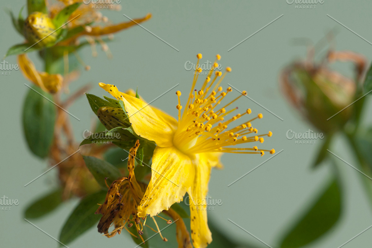 St john's wort hypericum perforatum containing hypericum, perforatum, and, a Nature Photo by Alexander62 (Photo 1 of 2)