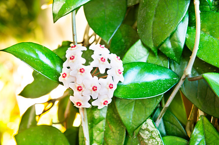 White flowers on green house plant