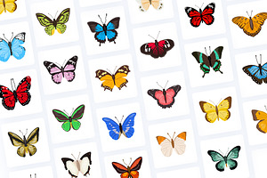 50 Butterfly Illustrations