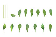 Vector object brushes. Primula., a Brush Add-On by Peolla (Thumbnail 4 of 17)