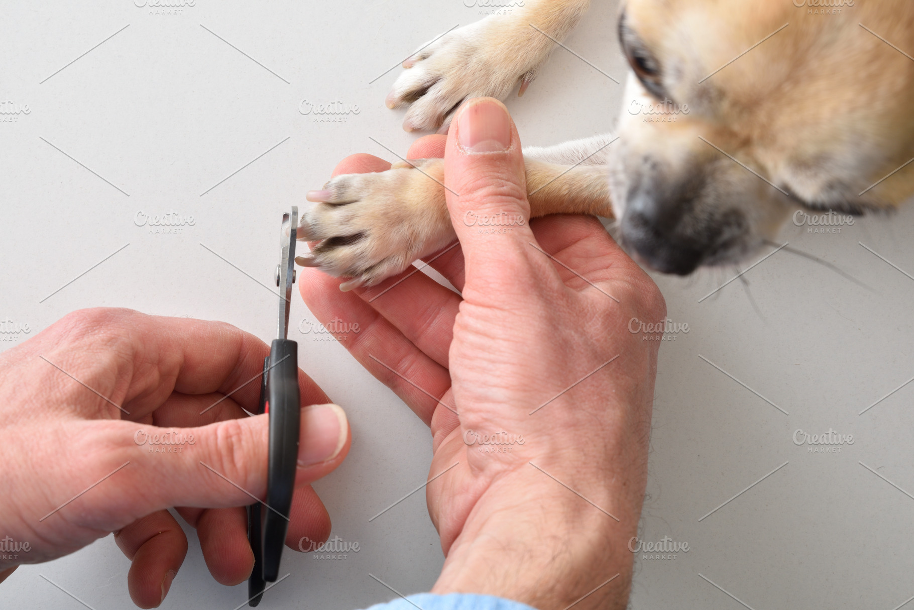 Veterinarian Clipping Dog Nails Close-Up, an Animal Photo by Davizro's Market