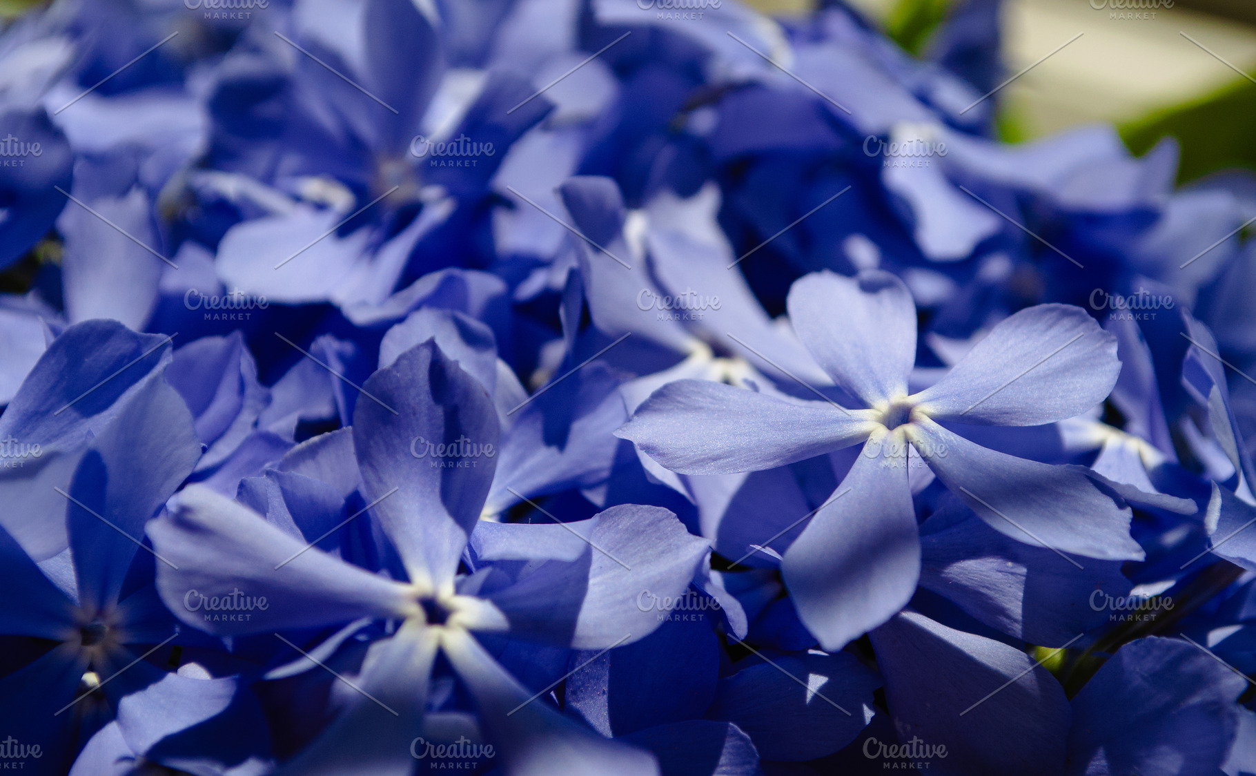 Close-up of beautiful blue lilac flowers with delicate petals., a Nature Photo by ndanko