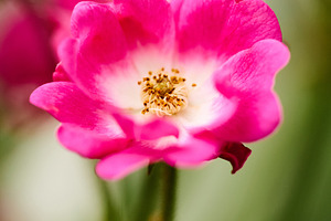 Pink rose flower blooming with white center vertical macro photo. Close-up phot