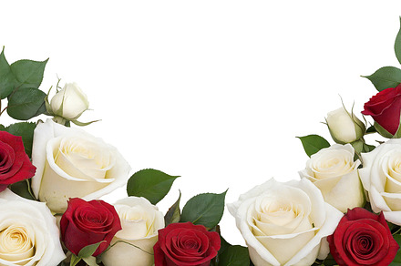 rose flowers transparent background