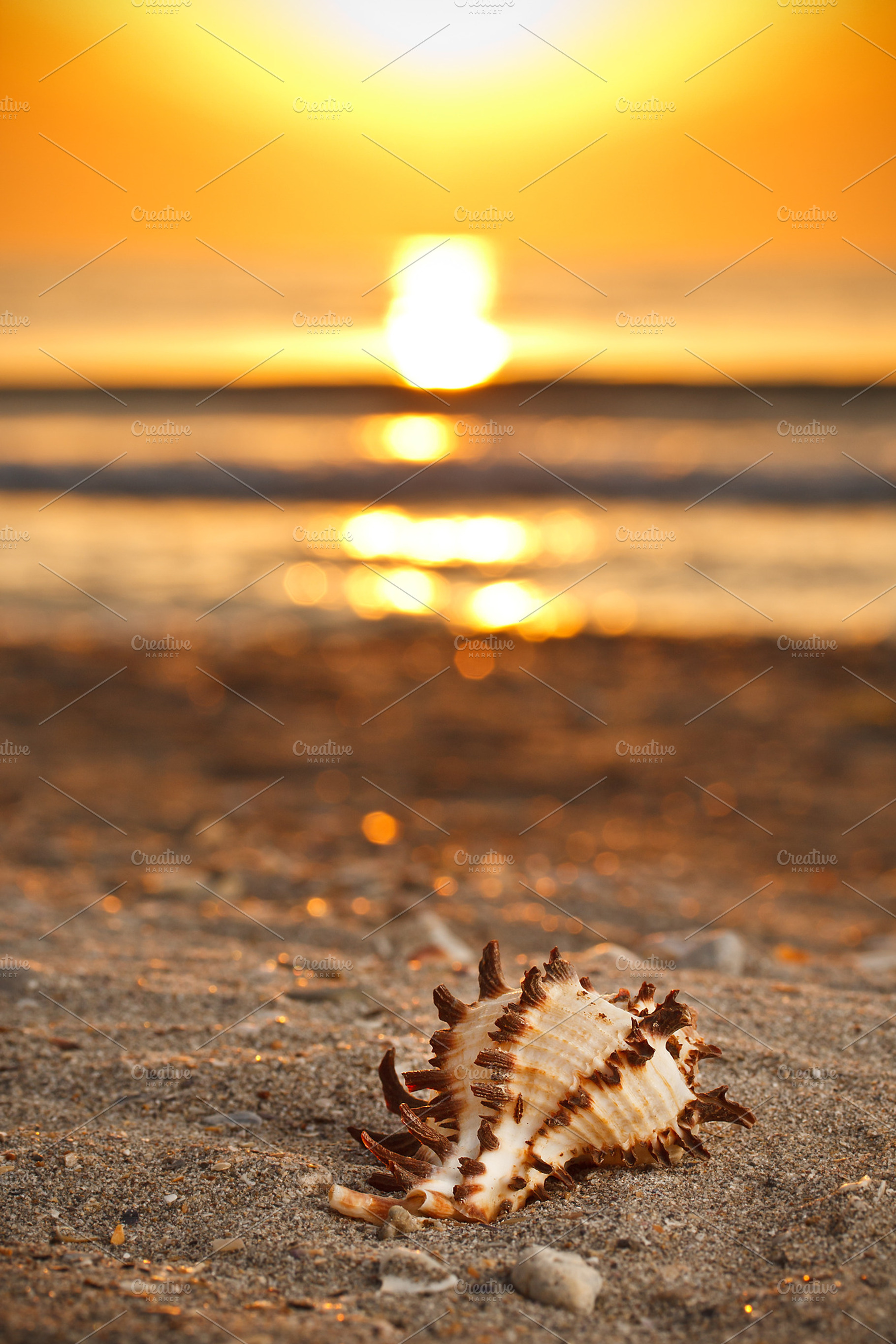 Seashell on the sand