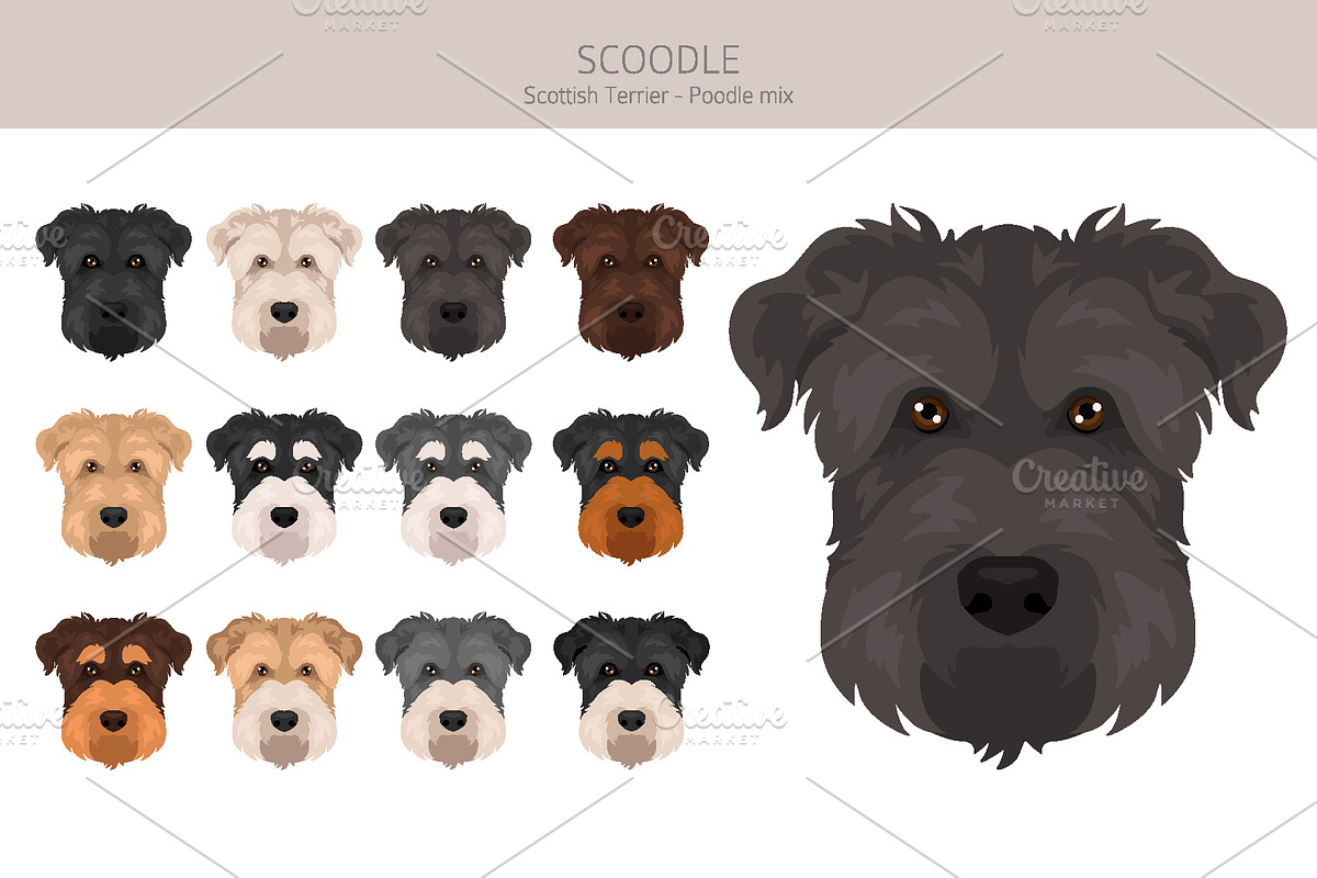 Scoodle, Scottiepoo dog mix, an Animal Illustration by pet design shop (Photo 5 of 6)