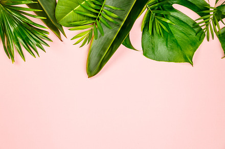 Tropical leaves and flowers on pink, a Nature Photo by Natalia Klenova's Shop