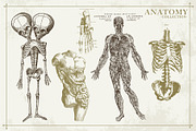 100+ Vintage Anatomy Vectors, a Healthcare Illustration by Shizzle Stock (Thumbnail 10 of 20)