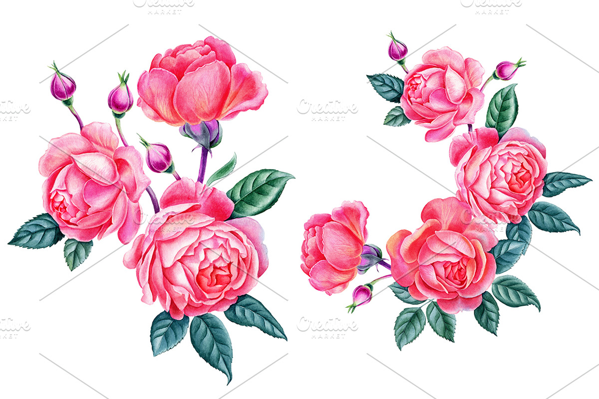 Roses, an Illustration by Watercolor life (Photo 3 of 6)