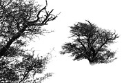 Foliage 2 Brush Set, a Brush Add-On by Zsolt Kosa Art (Thumbnail 3 of 8)