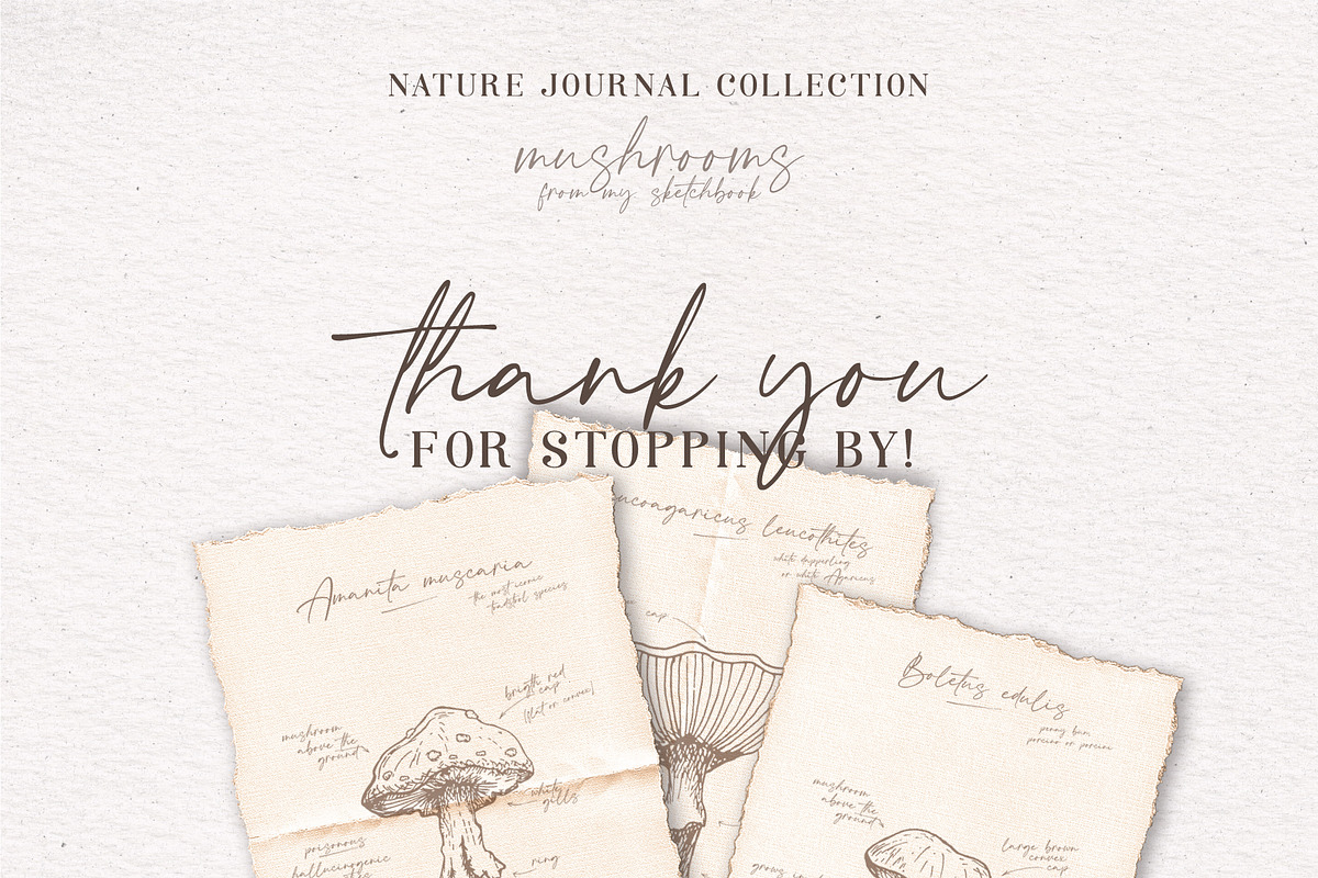 Sketchbook Mushrooms Vintage Art, a Decorative Illustration by Pigment Café (Photo 7 of 7)