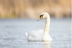Beautiful White Swan Floating on, an Animal Photo by Pakosta