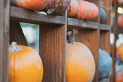 Fall Pumpkin Stock Bundle, a Holiday Photo by r.r.palacios (Thumbnail 10 of 15)