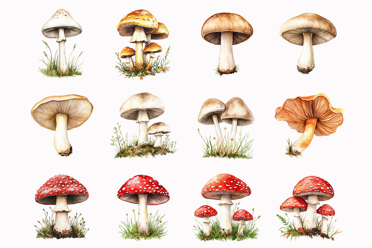 Forest Mushrooms Clipart, an Illustration by Design Market (Photo 4 of 5)