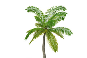 Palm