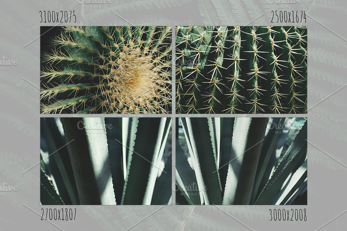 Green textures - photo bundle, a Nature Photo by rorygez fresh (Photo 4 of 6)