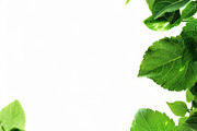 99 Frames of green leaves, a Nature Photo by Handmadefont (Thumbnail 59 of 100)