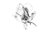 Hand Sketched Magnolia, an Object Graphic by VictoriaKStudio (Thumbnail 6 of 6)