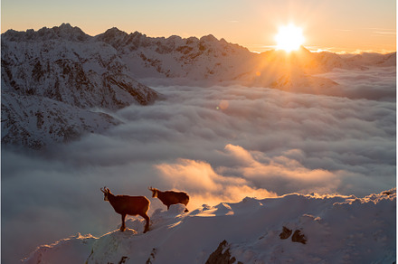 Two tatra chamois standing on, an Animal Photo by WildMedia
