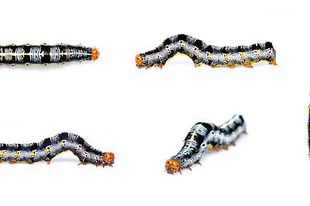 Group of caterpillar of moth. worm., an Animal Photo by yod67
