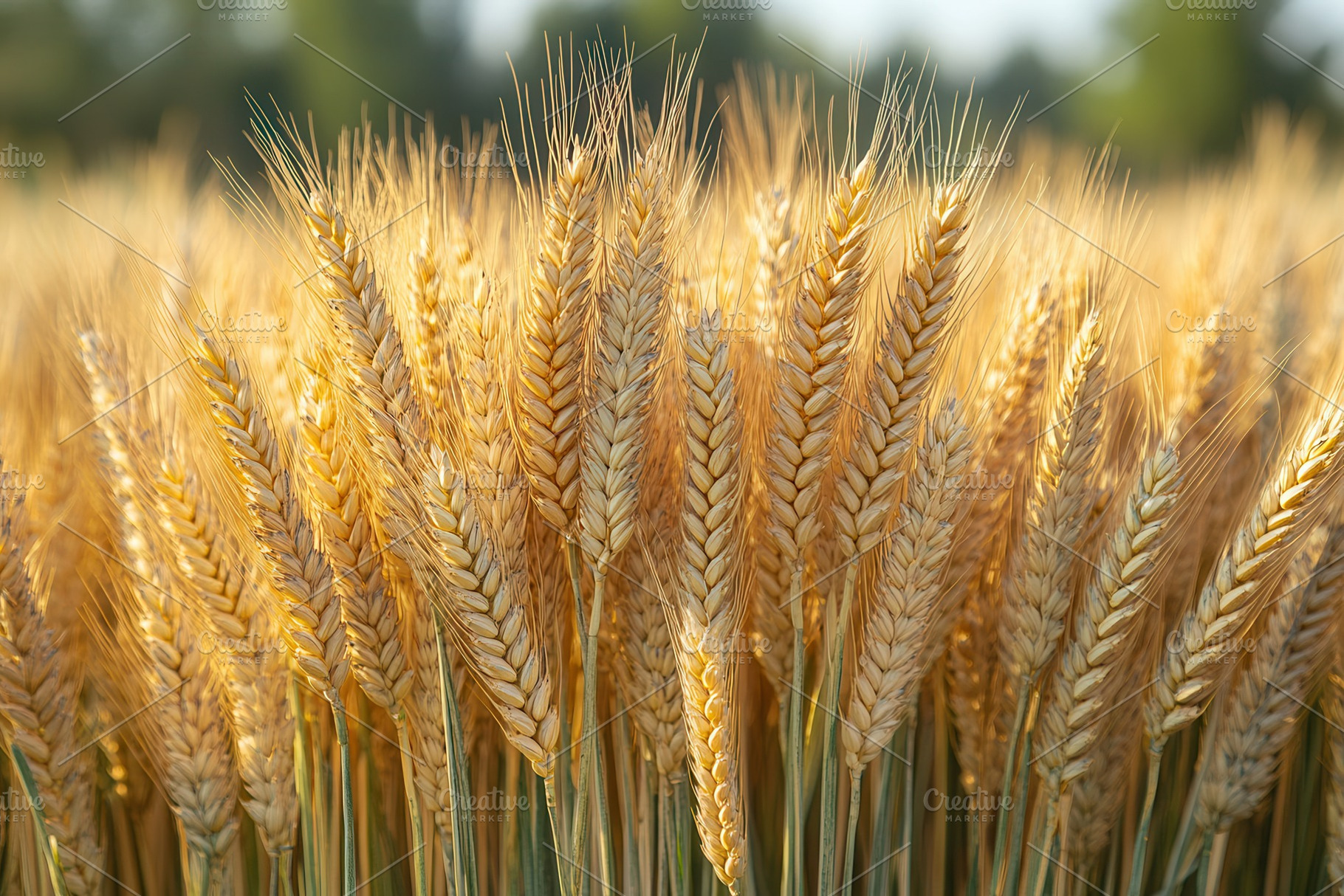 Fields of golden wheat sway gently i, a Photo by Tanuart