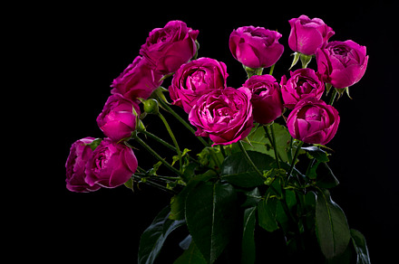 Rose in the arms of love featuring rose, flower, and hand preview 6