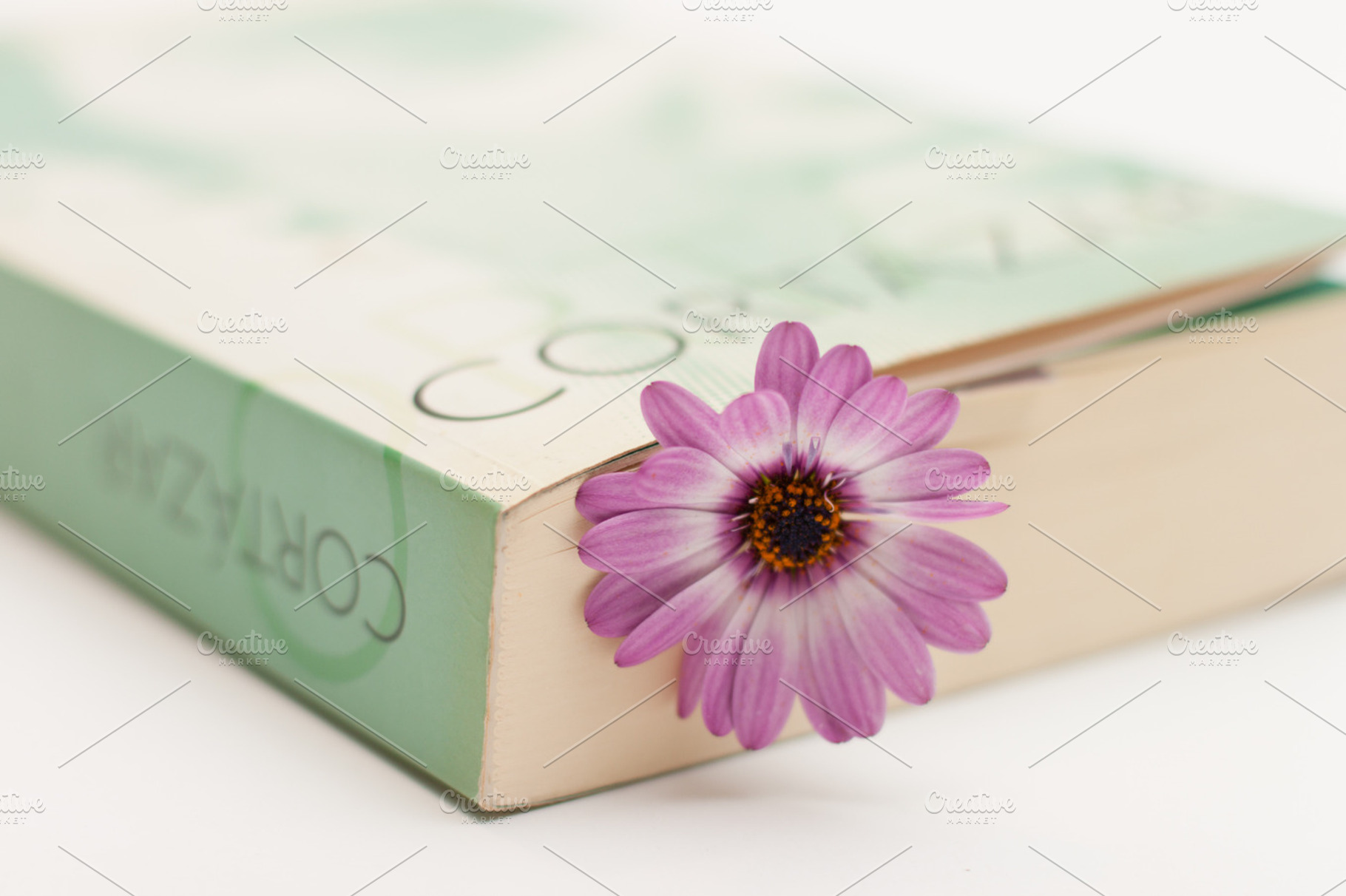 Flower And Book 4 Stock Picture