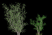 pack Nature, an Object Graphic by FlyOk (Thumbnail 8 of 9)
